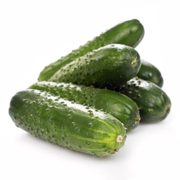 Astera Cucumber
